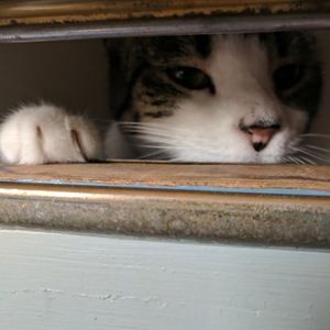 Meet your Posher, William